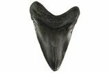 Bargain, 3.64" Fossil Megalodon Tooth - South Carolina - #130778-2